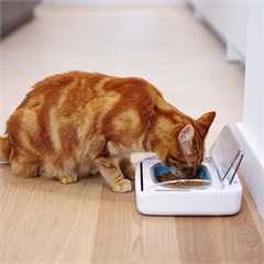 SureFeed Sealed Pet Bowl